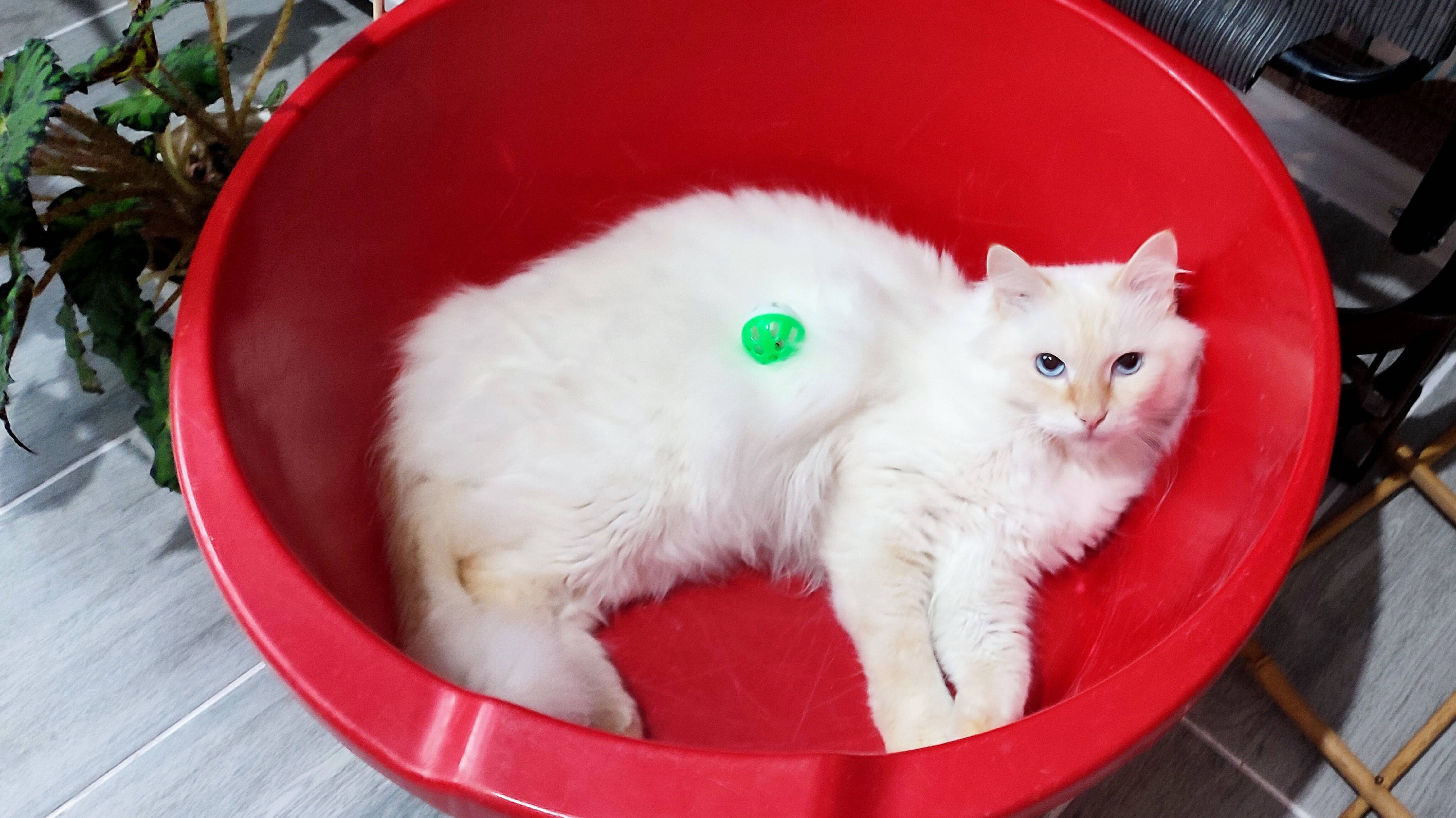 Кот Стёпа не хочет уступать тазик коту Яше