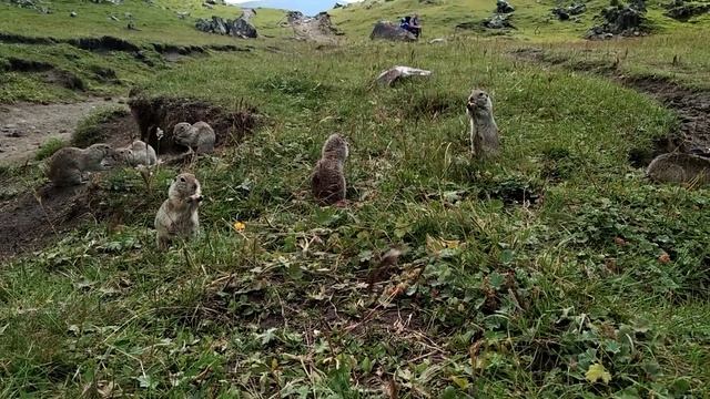 Джилы-Су и много много ценного писклявого меха! смотреть онлайн
