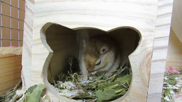 Allgemeinwissen Rennmaus 🐭❤ MyGerbilsWorld смотреть онлайн