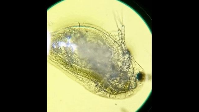 Погружение в микромир: учебный микроскоп SVBONY SV601 | #Обзор смотреть онлайн