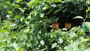 Пение иволги на пасеке.