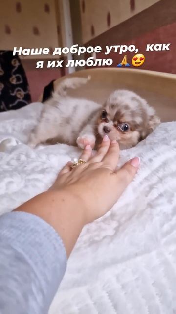 Мальчик - мечта , мини. В поисках достойной семьи.  #exclusive #exotic #dog #funny