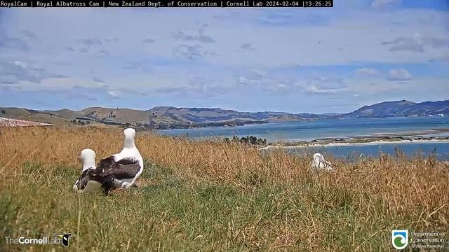 (04.02.2024) Альбатрос. Папа вернулся - The albatross. Dad's back смотреть онлайн