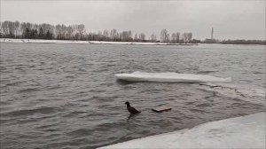 Тульская, чубарая и русская подсадная утка - готовим к охоте