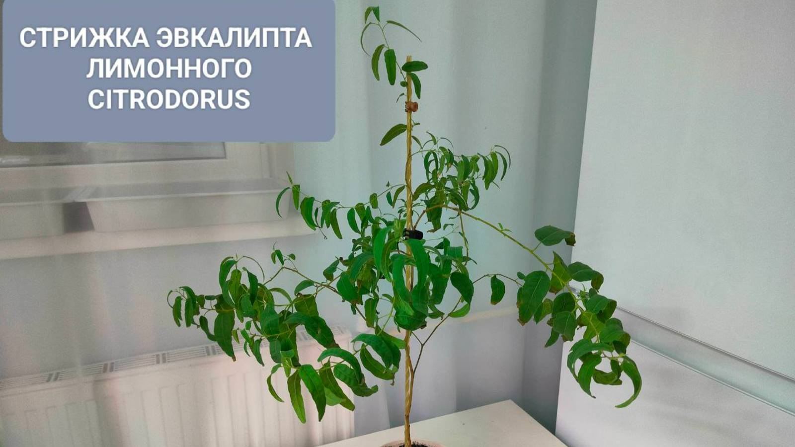 🌳КООРДИНАЛЬНАЯ СТРИЖКА ЭВКАЛИПТА ЛИМОННОГО / CITRODORUS