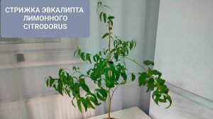 🌳КООРДИНАЛЬНАЯ СТРИЖКА ЭВКАЛИПТА ЛИМОННОГО / CITRODORUS