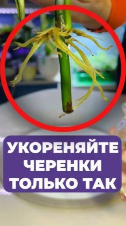 ЛУЧШИЙ_способ_укоренить ЛЮБОЙ черенок! #растения #укоренение #черенки