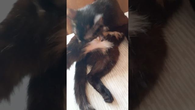 ДОБРОЕ УТРО КОШКА МУСЯ смотреть онлайн