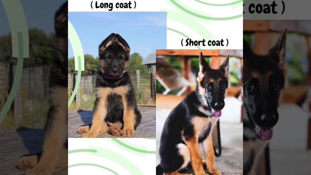 Is your German Shepherd puppy a pure breed ? (In English ) #Shorts смотреть онлайн
