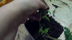 китайский змей19г