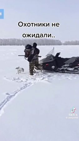 агрессивный заяц ласковый мерзавец напал на охотников 🤣😂💖👍👍