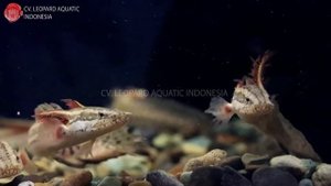 Polypterus lapradei. The JURRASIC beauty! (Leopard Aquatic D012B)