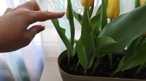 Выращивание тюльпанов на окне. 2 часть