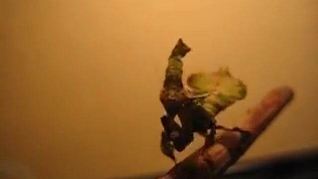 L3 Phyllocrania Paradoxa - "I'm A Leaf" Dance смотреть онлайн