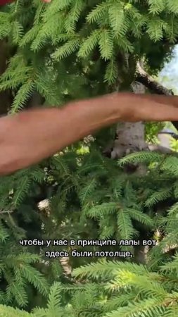 Формирование елей колючей и обыкновенной. Июль 2024. Часть 1