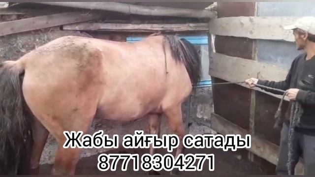 Жабы айғыр сатады...
