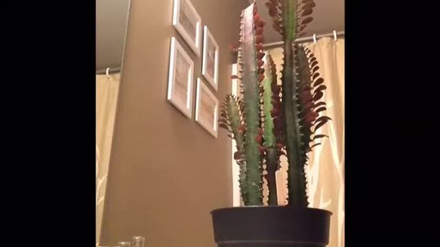 Euphorbia trigona propagation - propagation project 1 смотреть онлайн