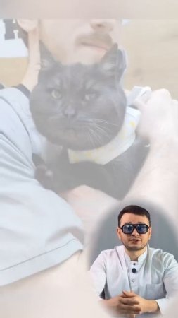 Когда лучше кастрировать самку?