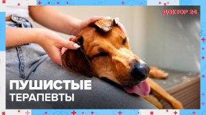 ПУШИСТЫЕ ТЕРАПЕВТЫ | Доктор 24