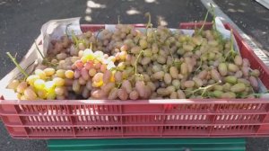 Урожай винограда "Преображение". Сезон 2024