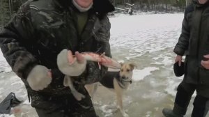 ЛОВИМ ЩУКУ на жерлицы.На озере с НОЧЁВКОЙ.