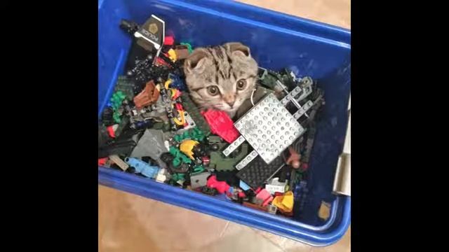 Слайд-фильм "Кот- комфорт" смотреть онлайн