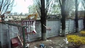 Бакинские и белые иранские голуби