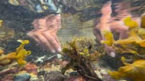 Water Talkers