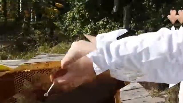 Дары Алтая