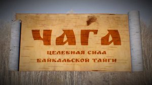 Чага. Целебная Сила Байкальской тайги.