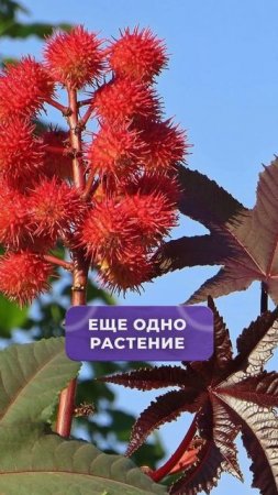 ЭТИ растения НЕЛЬЗЯ держать дома! #ядовитыерастения #растения
