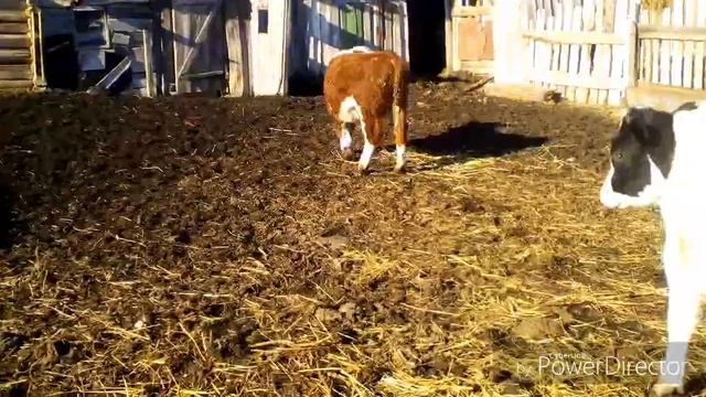 Герефорды в 6 и 7 месяцев