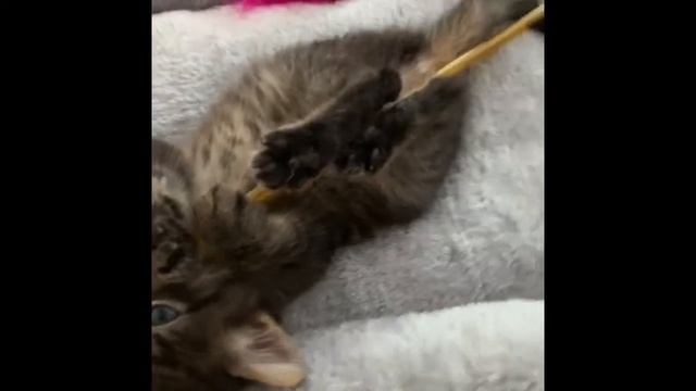 #Shorts Милый Котик Миша! First days in the family! смотреть онлайн