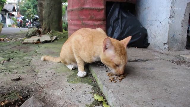 Stray cats are full of worry at every first encounter with humans смотреть онлайн