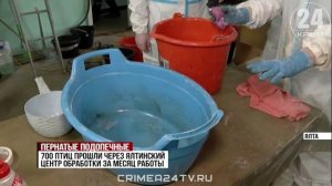 Пернатые подопечные: в Крыму продолжают спасать птиц от мазута