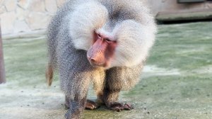 Елисей УШЁЛ В СЕБЯ! Что должно вас НАСТОРОЖИТЬ! МНОГО и ЖАДНО или МАЛО и ВЯЛО!