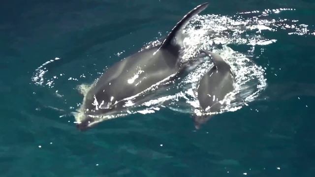 Piquet Dolphin birth 06 01 2015 смотреть онлайн