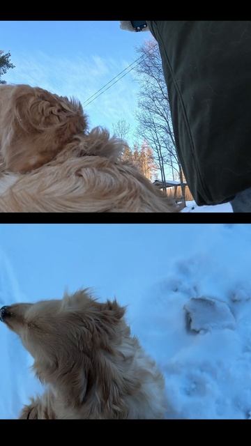 Солнечная прогулка по зимней Карелии с золотистым ретривером по имени Лея! собаки