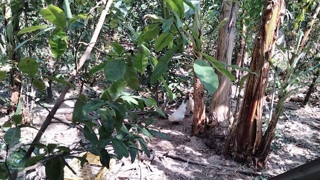 Sounds of wildlife and familiar animals: donkey, cat, rabbit, leopard - Animal videos смотреть онлайн