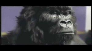 Cadbury Gorilla- In The Air Tonight (With Drum Solo)