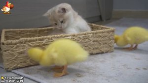 Утята и Цыплята - Кошки и котята (135) Милые малыши Хвостики да Усики ❣️🥰🤗
