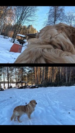 Солнечная прогулка по зимней Карелии с золотистым ретривером по имени Лея! #собаки