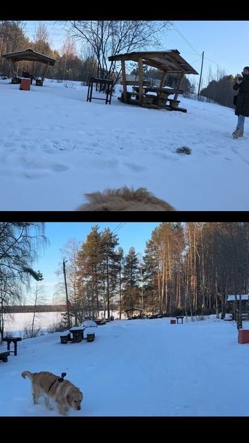 Солнечная прогулка по зимней Карелии с золотистым ретривером по имени Лея! собаки