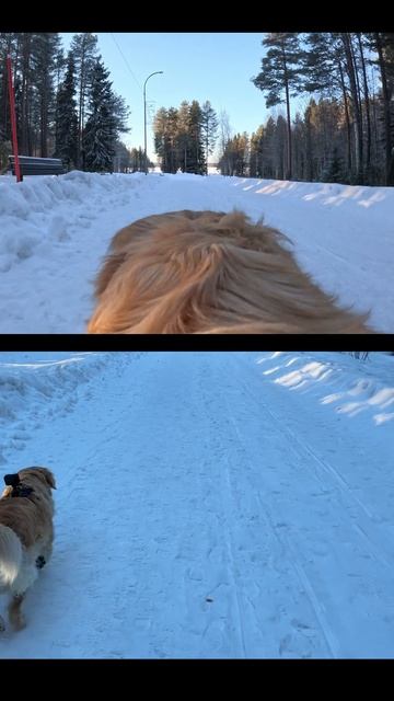 СРАВНЕНИЕ ВИДЕНИЯ прогулки: золотистый ретривер vs хозяин