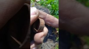 Приборный поиск в лесу. Выбиваю старое место.