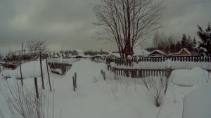 жимолость на севере выращивание19г