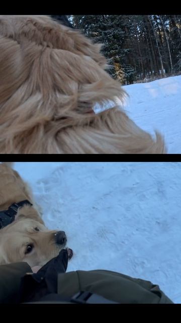 Гуляем по живописным местам с золотистым ретривером Леей! собака золотистыйретривер