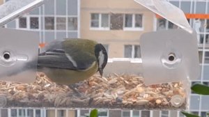 Поставили кормушку на окно. Синички и воробьи изображают дятлов :)