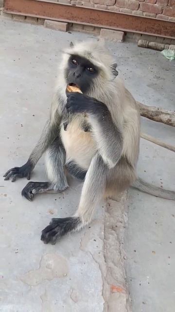 Hanuman🙏🚩