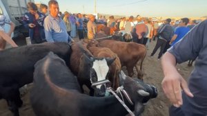 ХОРАЗМ | МОЛ БОЗОРИ | КЎШКЎПИР КУМ БОЗОР | ЁШ ХЎКИЗЛАР НАРХЛАРИ.01.08.2024.г